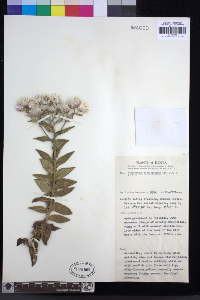 Helichrysum formosissimum var. guilelmi image