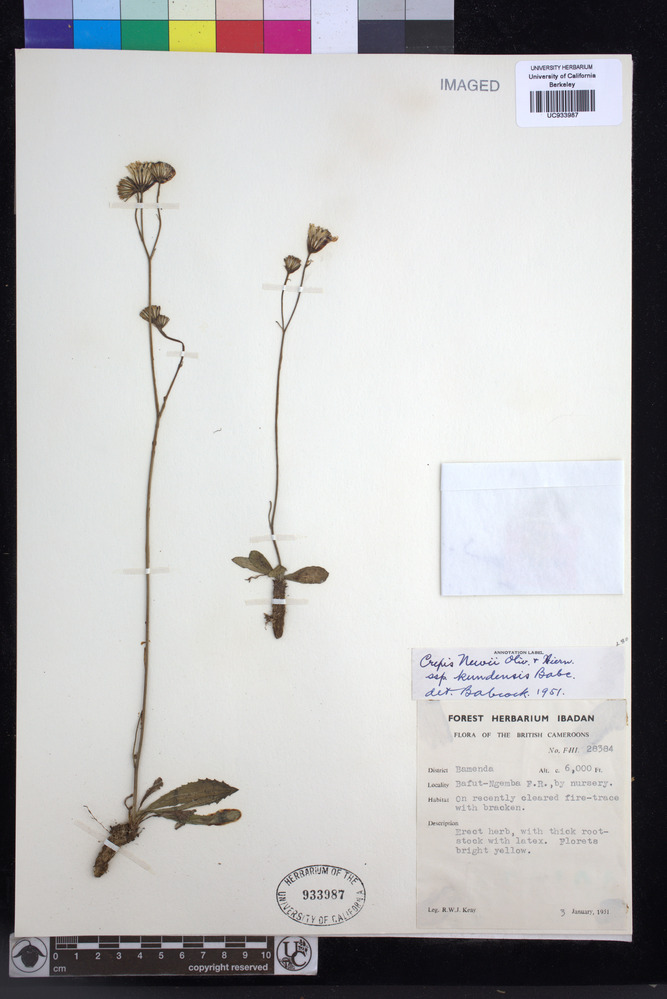 Crepis hypochaeridea image