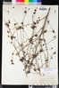 Cordylanthus rigidus subsp. setiger image