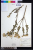Vernonia schimperi image