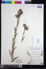 Cirsium buchwaldii image