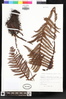 Polystichum cochleatum image