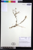 Image of Osteospermum polypterum