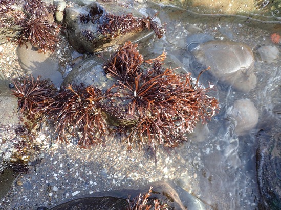 University Herbarium: Macroalgae: Seaweeds: California Seaweed eFlora ...