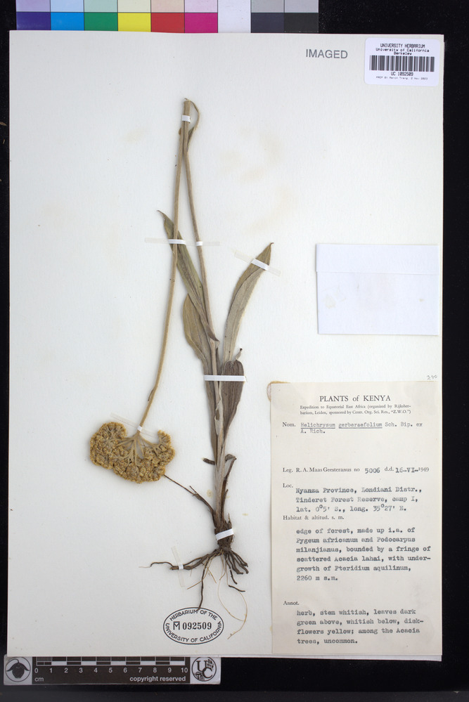 Helichrysum nudifolium var. nudifolium image