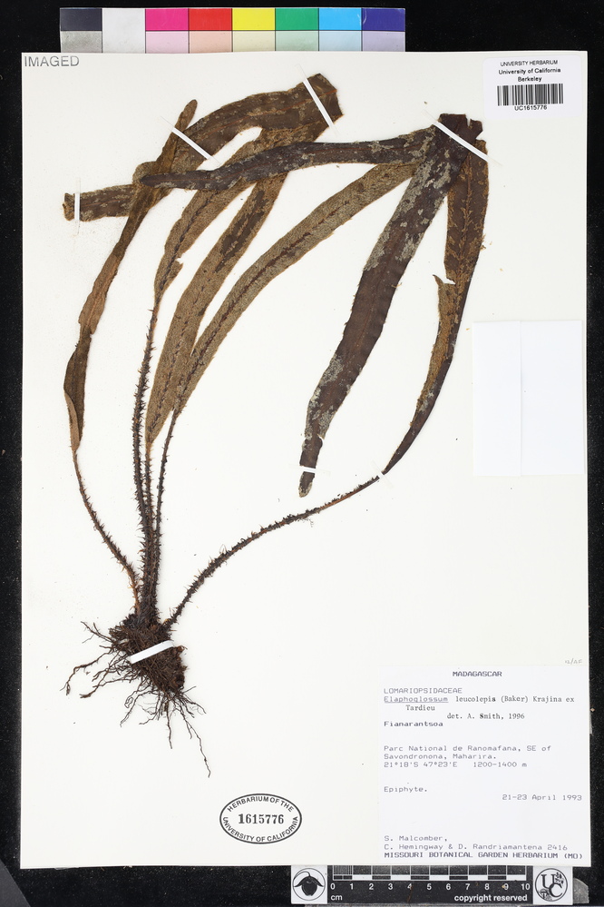 Elaphoglossum leucolepis image