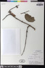 Agelanthus sansibarensis image
