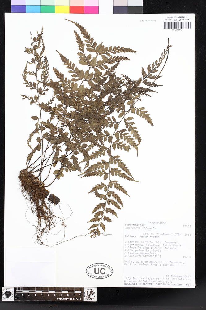 Asplenium affine image