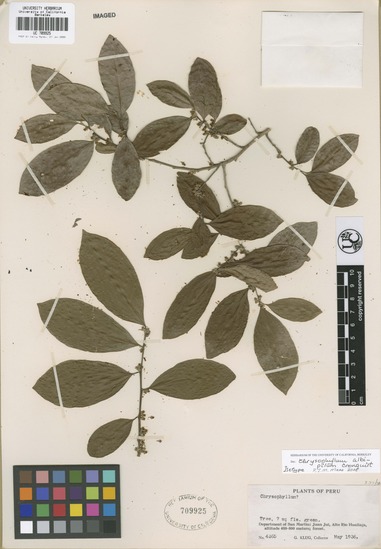 Chrysophyllum albipilum image