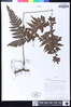 Triplophyllum protensum image