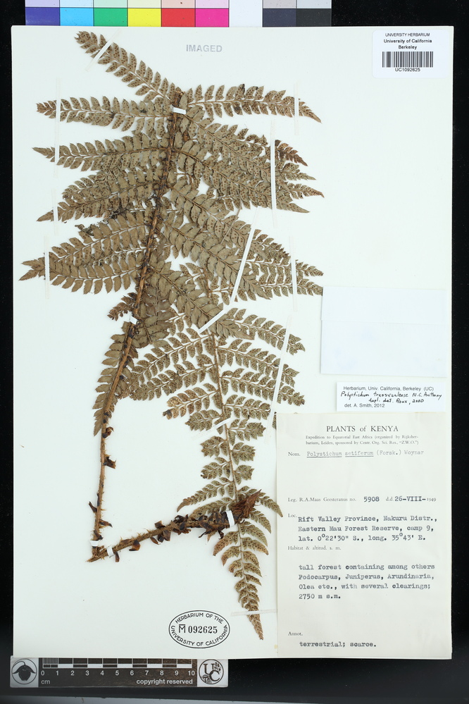 Polystichum transvaalense image