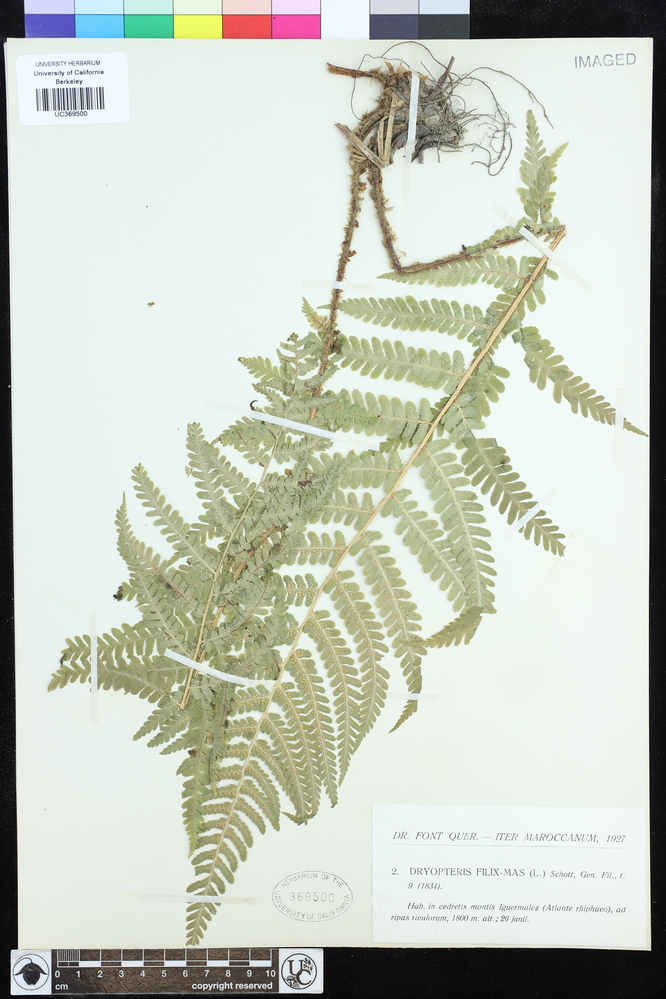 Dryopteris filix-mas image