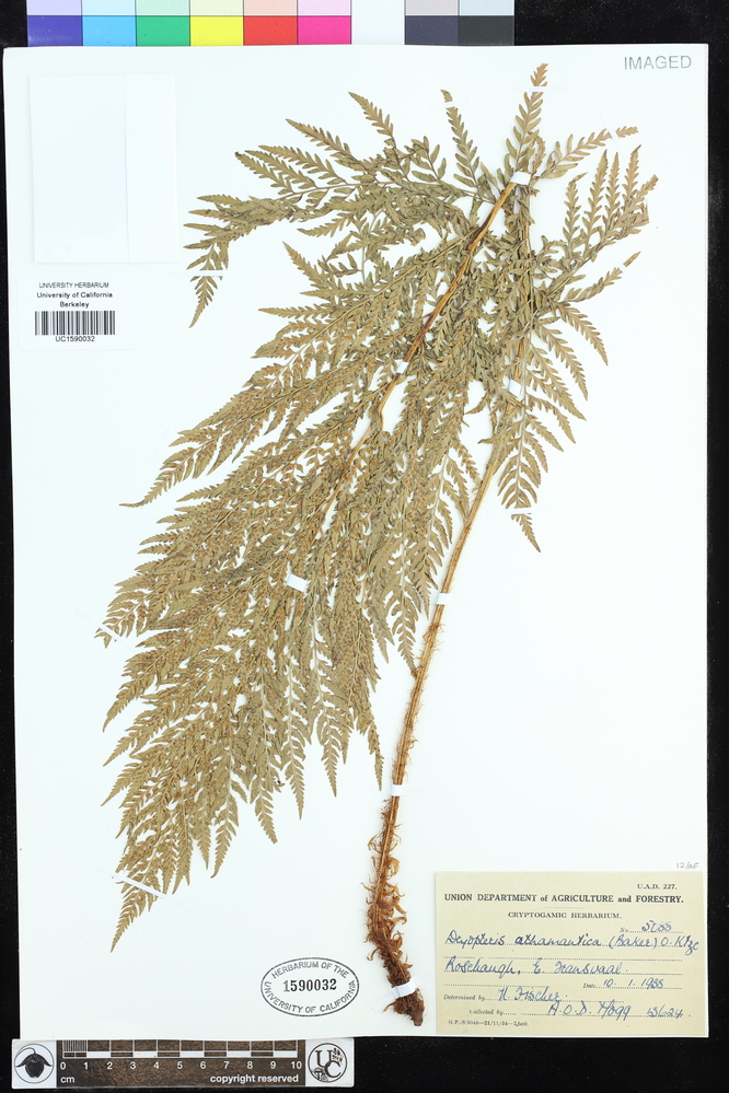 Dryopteris athamantica image