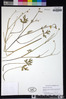 Ranunculus canus image