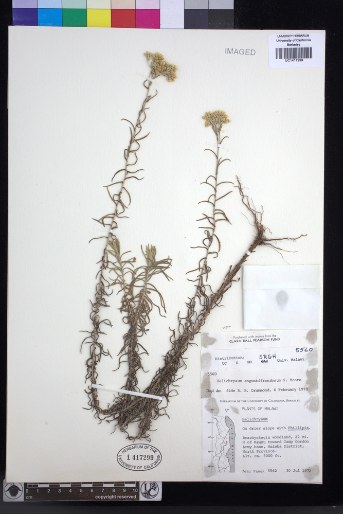Helichrysum angustifrondeum image