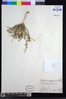 Image of Osteospermum muricatum