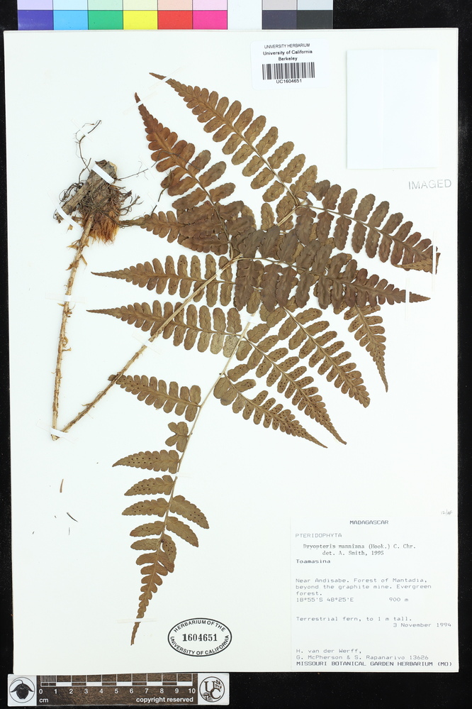 Dryopteris manniana image