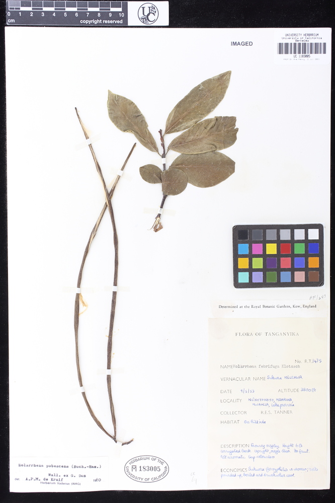 Holarrhena pubescens image
