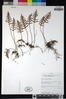 Pleopeltis pycnocarpa image