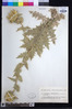 Image of Carthamus arborescens