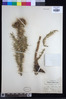 Carduus spachianus image