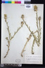 Centaurea sulphurea image