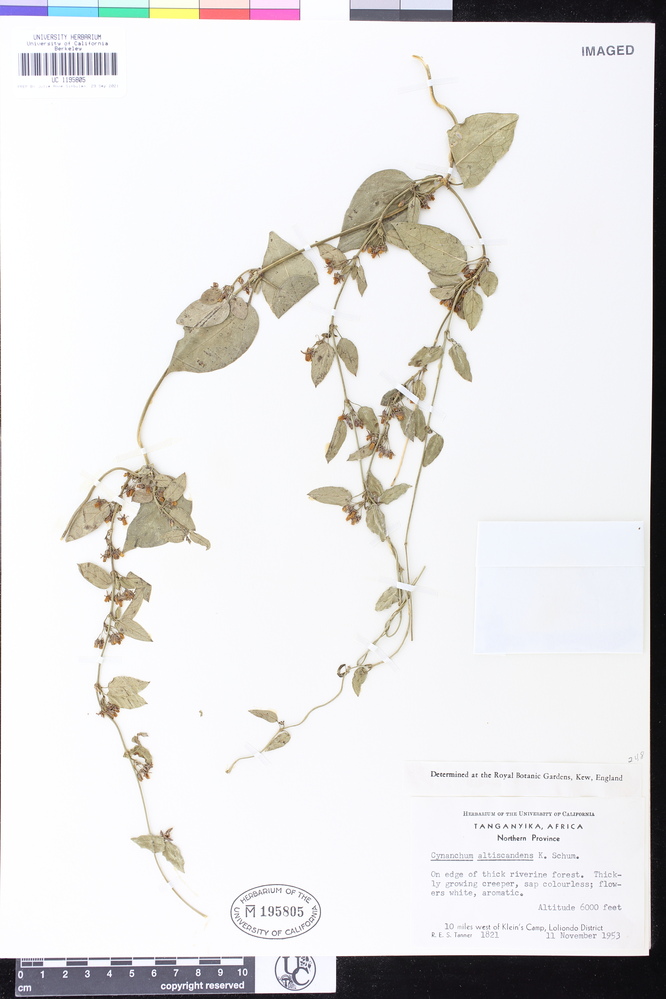 Cynanchum altiscandens image