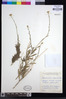 Image of Osteospermum montanum