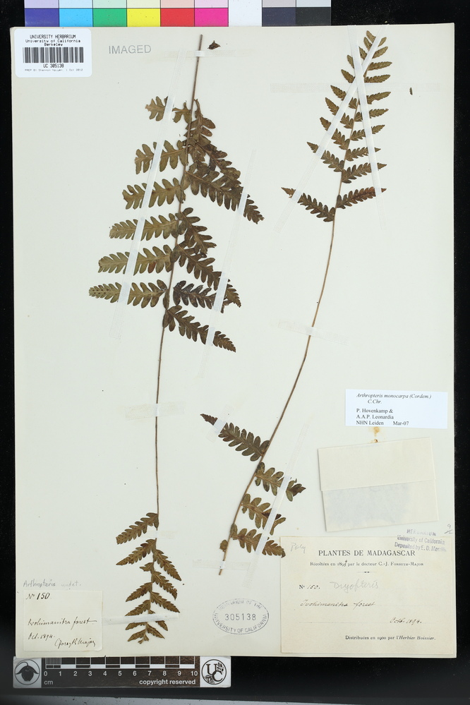 Arthropteris monocarpa image