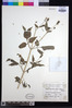 Bidens biternata image