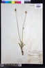 Crepis hypochaeridea image