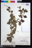 Blepharispermum pubescens image