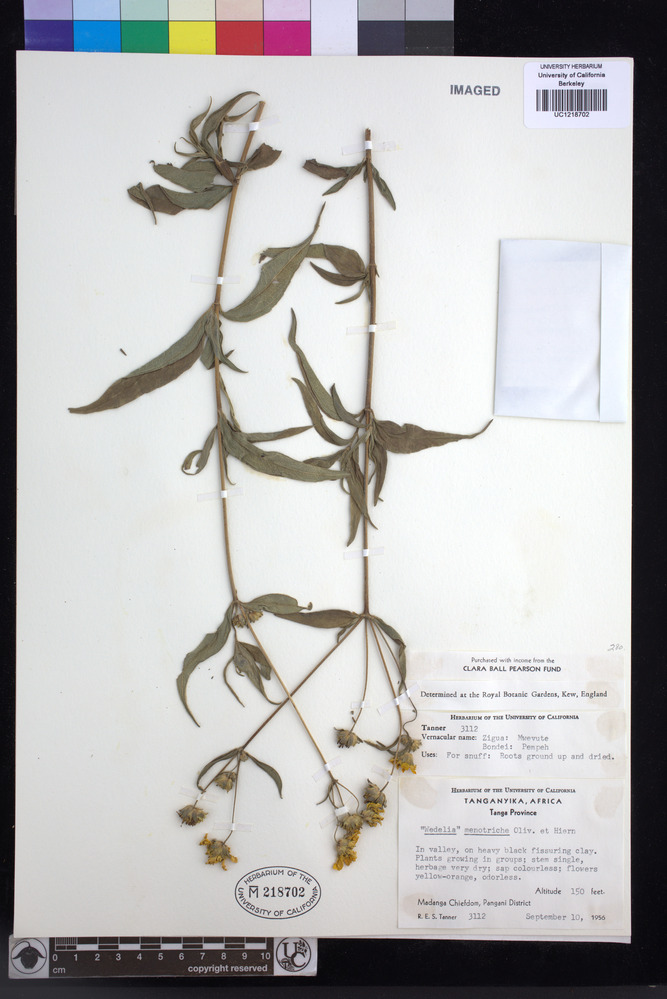 Aspilia mossambicensis image