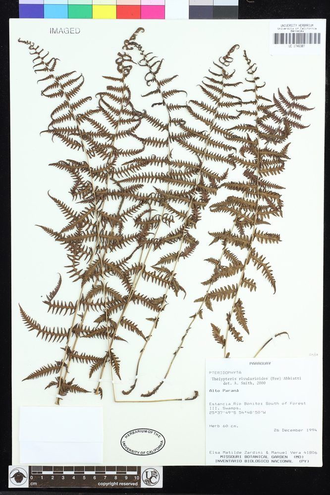 Amauropelta rivularioides image