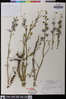 Delphinium parishii image