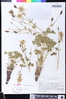 Aquilegia pubescens image