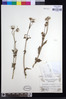 Crassocephalum picridifolium image