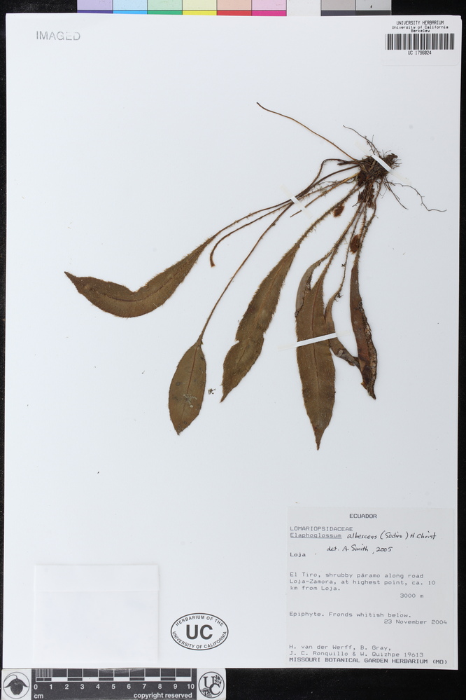 Dryopteridaceae image