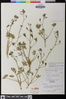Delphinium antoninum image