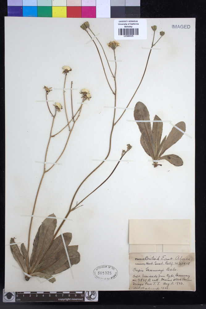 Crepis newii subsp. newii image