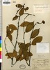 Image of Capparis viburnifolia