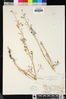 Delphinium parishii image