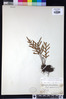 Pleopeltis pleopeltifolia image