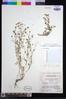 Chrysanthellum indicum var. afroamericanum image