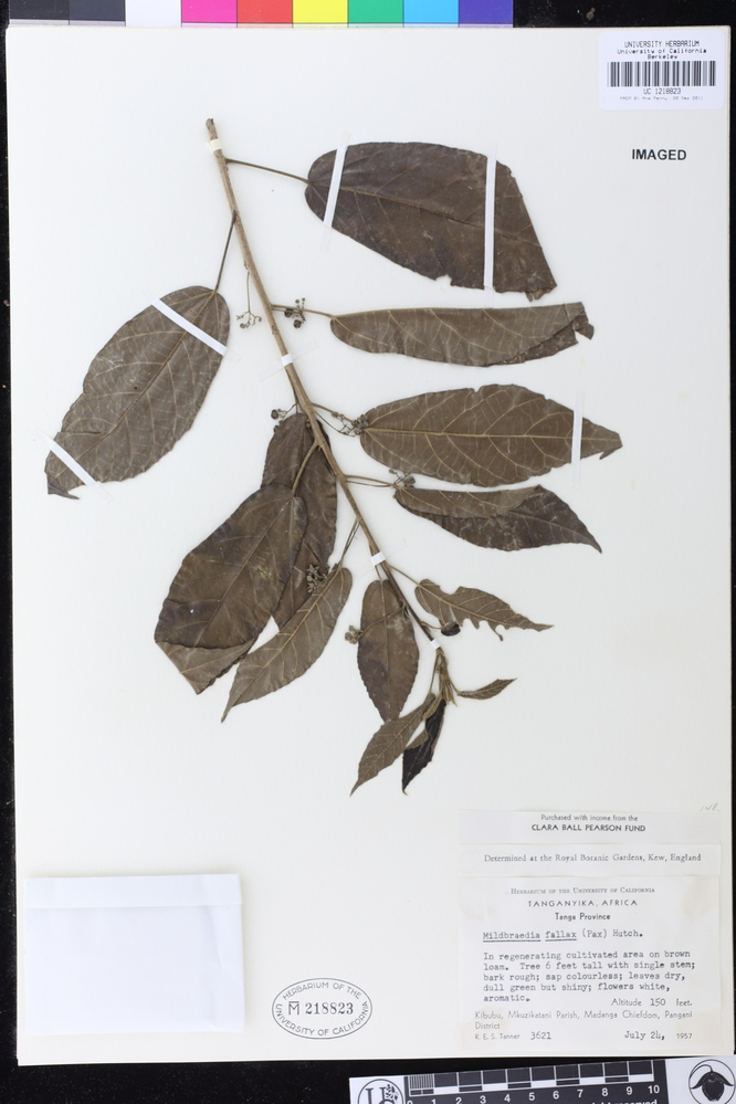 Plesiatropha carpinifolia var. carpinifolia image