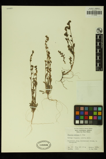 Phacelia affinis image