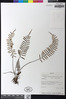 Pleopeltis segregata image