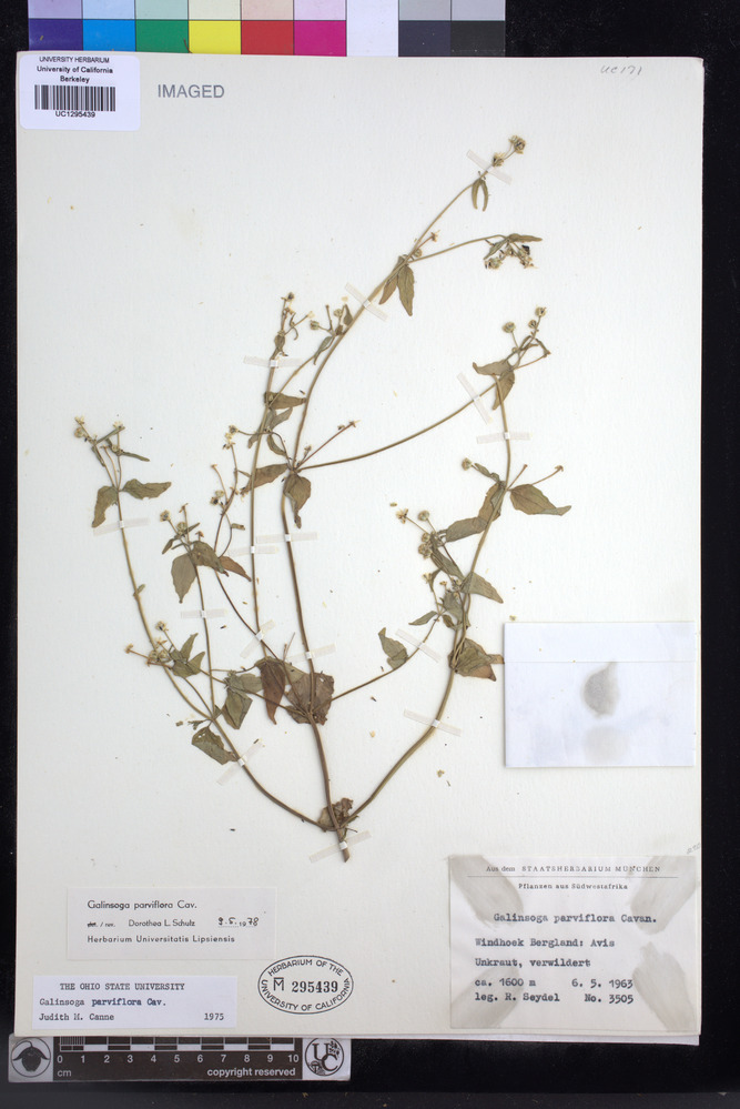 Galinsoga parviflora image