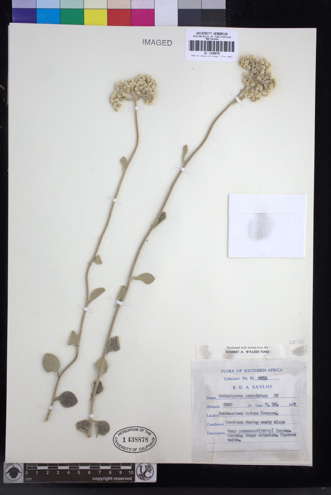 Helichrysum petiolare image