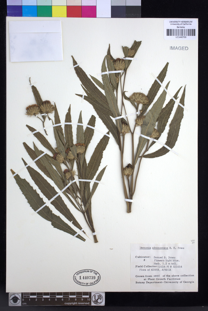 Vernonia galamensis subsp. afromontana image